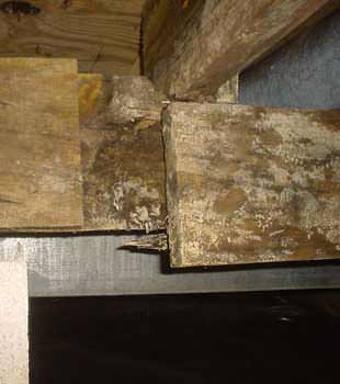 Extensive basement rot found in St Joseph by Nova Basement Systems