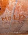 The word mold written with a finger on a moldy wood wall in Niles