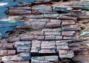 Dry rot damaging wood in Monticello