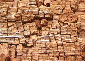 Wood severely damaged by dry rot damage in Berrien Springs